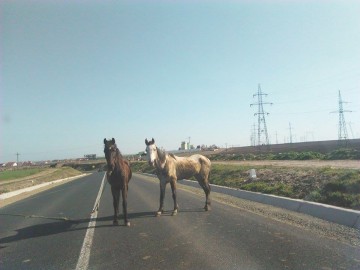 Doi cai au dat traficul peste cap, în apropiere de Lumina: „Păreau a fi abandonaţi...”